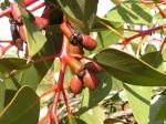 :-Eucalyptus grossa