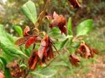 : - Lomatia dentata