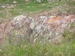 Flutender Schwaden - Glyceria fluitans