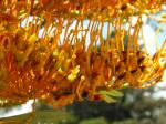 Australische Silbereiche - Grevillea robusta