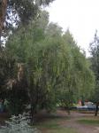 Chilenischer Kerzenbaum - Maytenus boaria