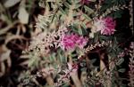 :-Indigofera sericovexilla