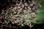 : - Kunzea preissiana