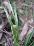 : - Luzula meridionalis