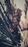 : - Macrozamia moorei