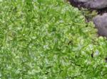 Brunnenlebermoos - Marchantia polymorpha