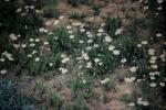 : - Minuria leptophylla
