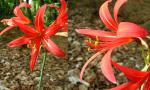 : - Rhodophiala splendens