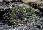 : - Olearia muelleri