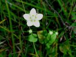 Sumpf-Herzblatt - Parnassia palustris