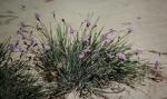 : - Patersonia occidentalis