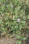 : - Pelargonium panduriforme
