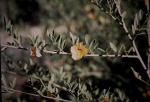 : - Petalostylis labicheoides