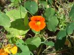 Große Kapuzinerkresse - Tropaeolum majus