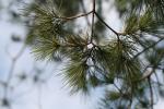 : - Pinus morrisonicola