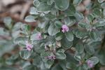 : - Podalyria sericea