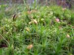Steifblättriges Frauenhaarmoos - Polytrichum strictum
