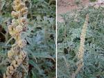 : - Ambrosia arborescens