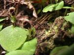 :-Corybas oblongus