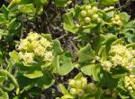 :-Baccharis macraei