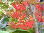 Feuerradbaum - Stenocarpus sinuatus