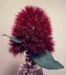 : - Syzygium wilsonii subsp. wilsonii
