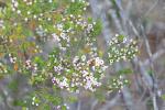 : - Thryptomene ericaea