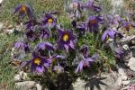 Gewöhnliche Kuhschelle - Pulsatilla vulgaris