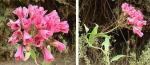 : - Bomarea salsilla