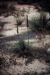 : - Xanthorrhoea acaulis