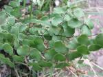 : - Adiantum chilense var. sulphureum