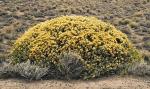 : - Chuquiraga avellanedae