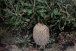 : - Banksia baueri