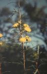 : - Dryandra hewardiana