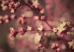 : - Boronia anemonifolia subsp. variabilis