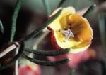 Duftende Korallenraute - Boronia megastigma