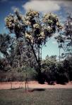: - Bursaria incana