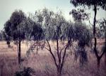 : - Capparis umbonata