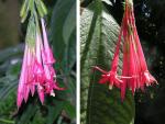 Bolivianische Fuchsia - Fuchsia boliviana