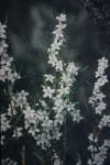 : - Crowea angustifolia var. platyphylla
