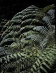 : - Cyathea rebeccae