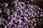 : - Dampiera juncea