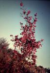: - Dodonaea filifolia