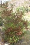 : - Dodonaea viscosa subsp. cuneata