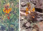 : - Hoffmannseggia trifoliata