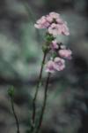 : - Euphrasia collina subsp. paludosa