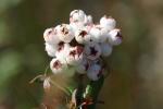 : - Gaultheria hispida