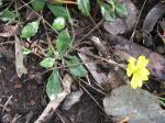 :-Goodenia geniculata