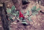 : - Graptophyllum excelsum