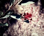 : - Grevillea decora